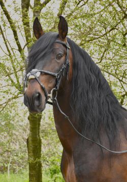 Rhinegold ‘Elegance’ German Leather Bridle With Mexican Style Noseband