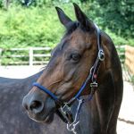 Raywell Leather & Rope Headcollar